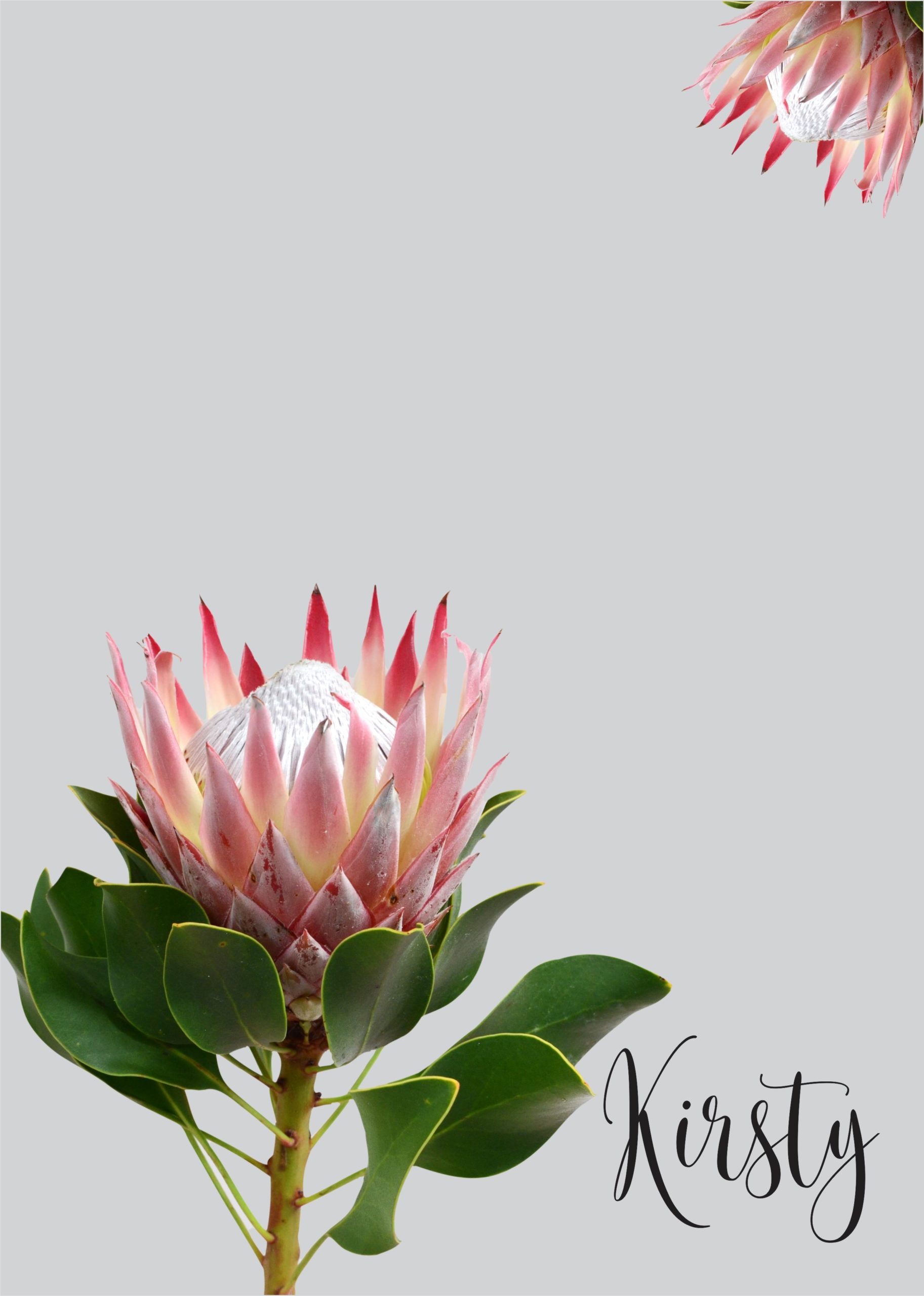 Pretty Proteas